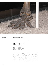 Knochen
